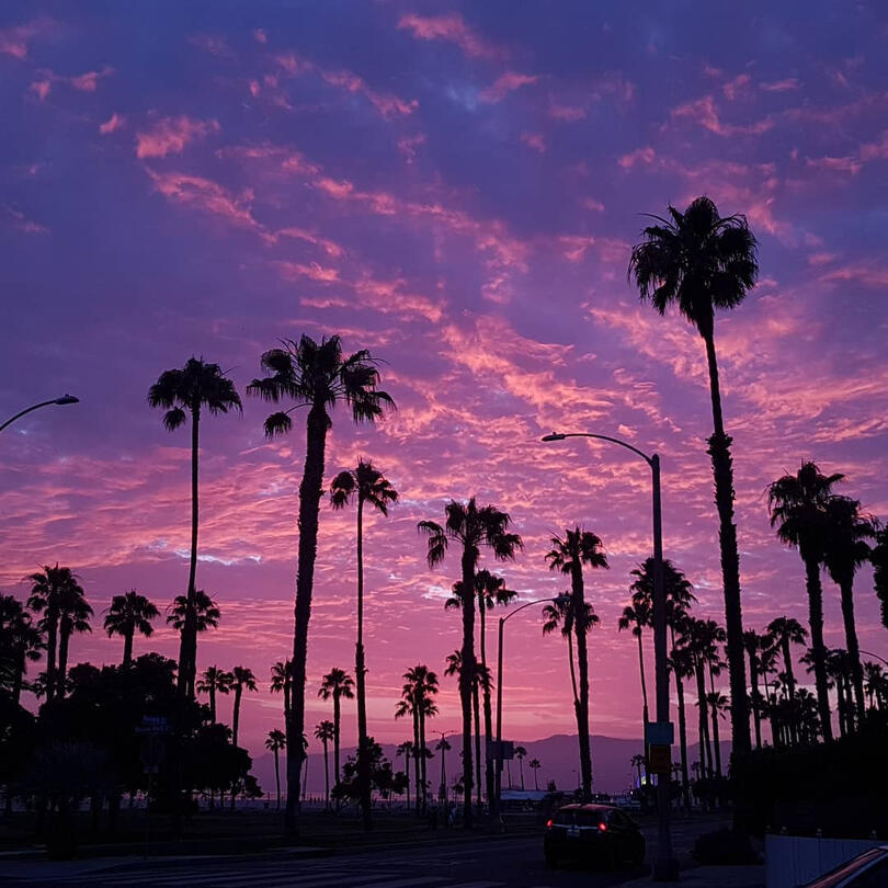 sunset palms