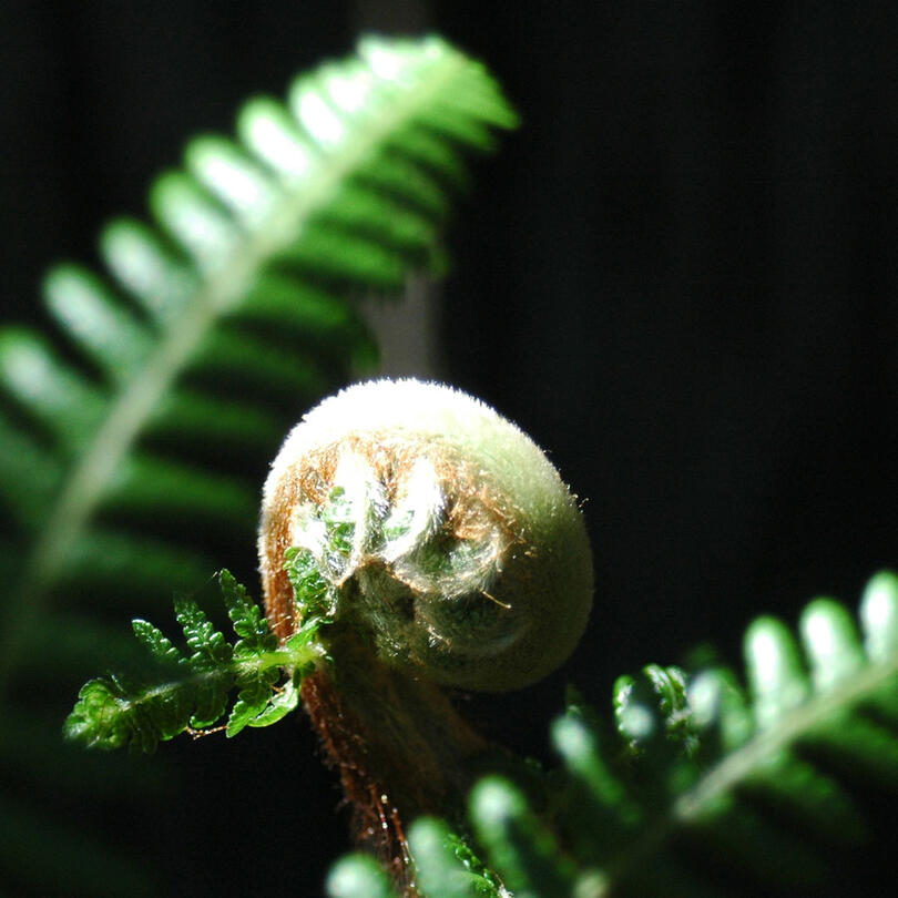 new life