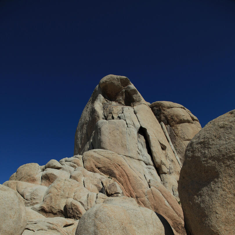 joshua tree